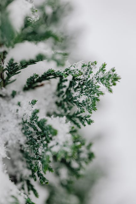 Få din have til at blomstre med thuja hækplanter